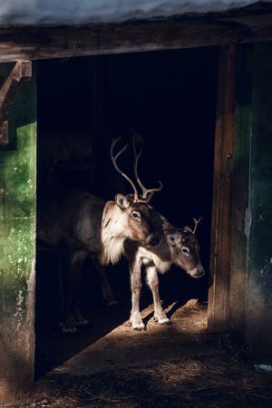 Deer inside barn