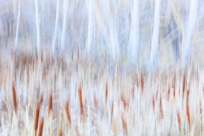 Typha plant in purple light
