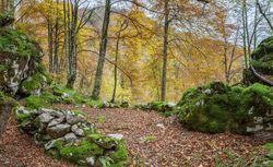 Coniferous tress at forest of Asturias, Spain
