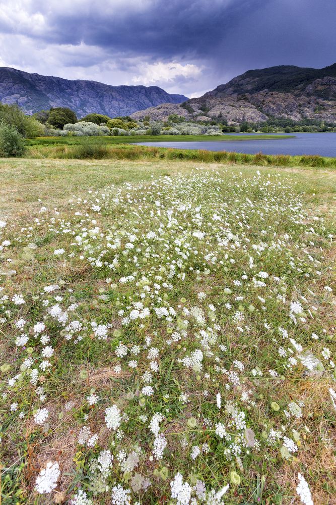 Blooming meadow on coast of lake in mountain range