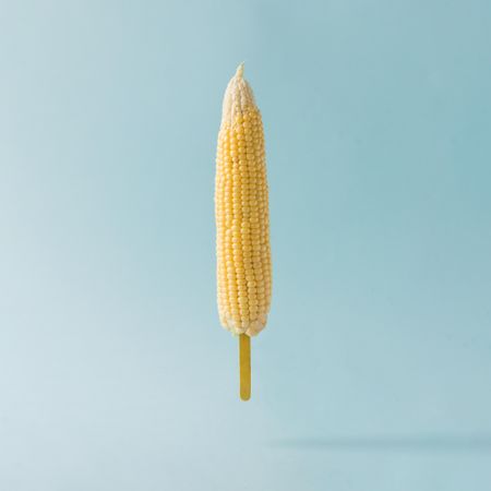 Corn in stick on pastel blue background