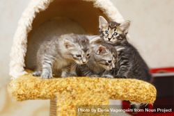 Cute kitten siblings sitting with each other in cat home bYYP9b