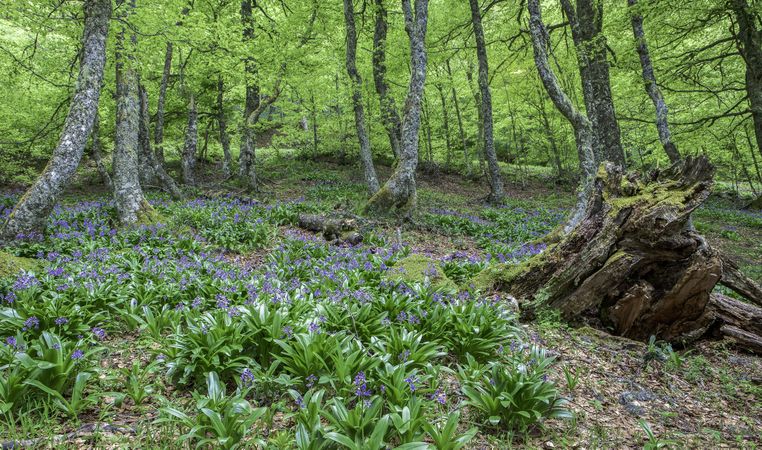 Flowers growing in spring forest