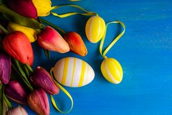 Flat lay of tulip flowers and egg ornaments on blue counter for spring