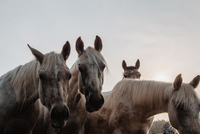 Funny horses on meadow