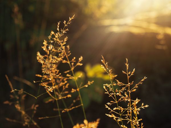 Golden grass in bright sunshine