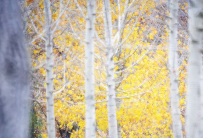 Blurred trees in forest