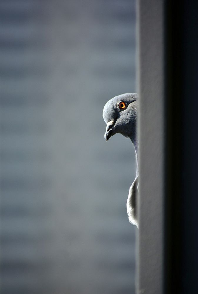 Pigeon playing hide and seek