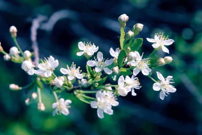 Flowers of the cherry blossoms