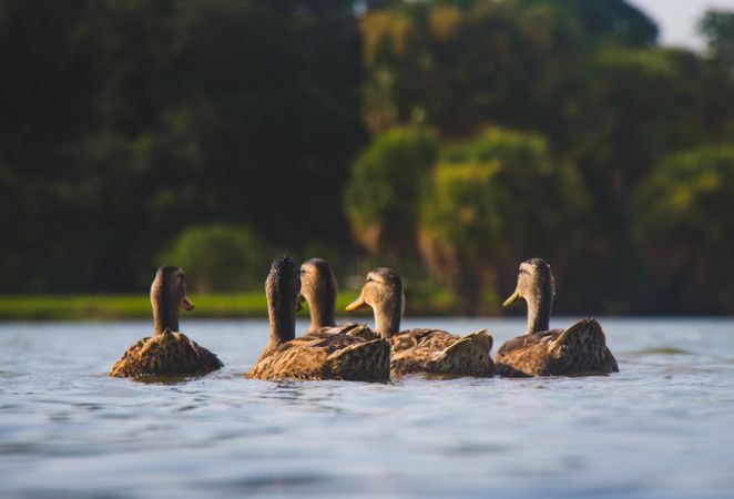 Five brown ducks on body of water