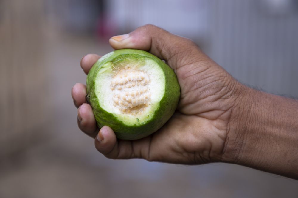 Hand-holding bite  of guava fruit with Shallow depth of field