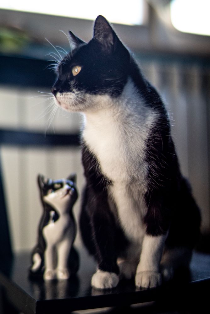 Tuxedo cat sitting on brown wooden table