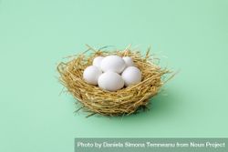Chicken eggs in straw nest isolated on a green mint background 5ong10