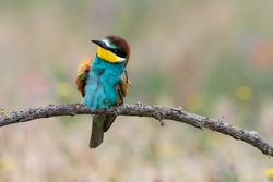 Bird standing on tree branch