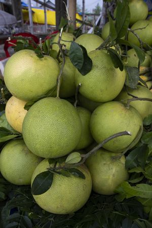 Fresh Fruits Green Pomelo (Citrus grandis) Displayed for sale in the Market of Bangladesh