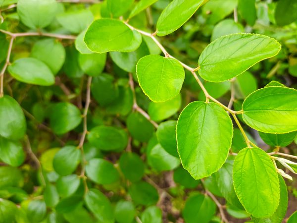 Fresh Bidara Leaves and Flowers Used in Herbal Medicine