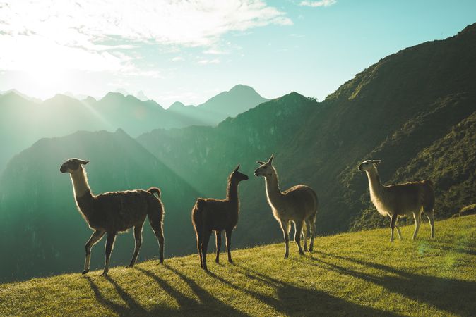 Llamas in mountain landscape