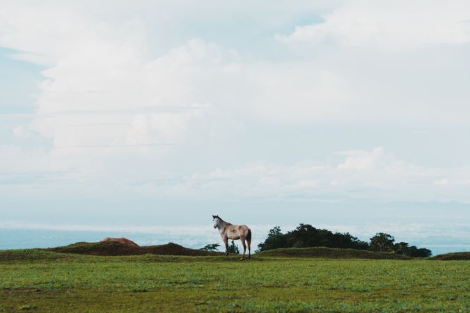 Horse on green lawn in countryside