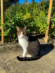 Mouse, vermin and bird catcher