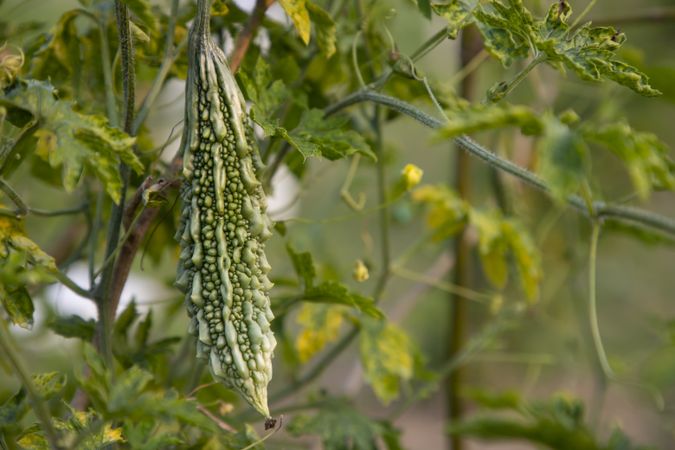 Bitter Gourd or Corolla raw healthy vegetable hanging on the garden tree with the blurry background