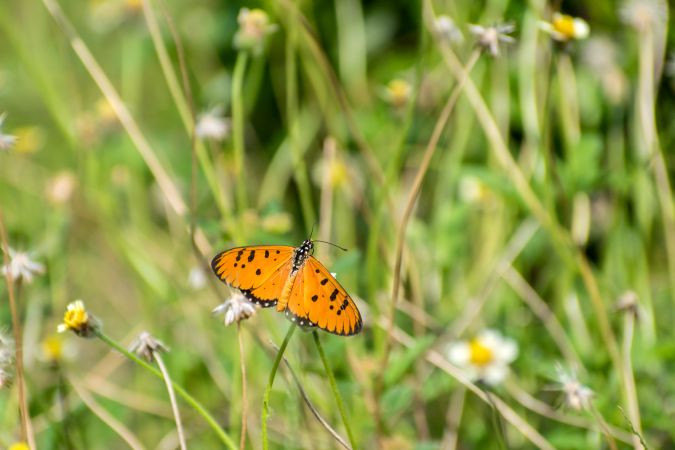 A beautiful orange Striped Tiger Butterfly perched on a bunch of flowers at a park in Mumbai, India