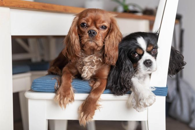 Two cavalier spaniels lying on a chair