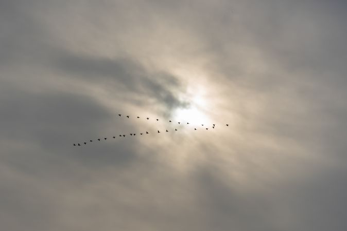Birds migrate in V formation, in silhouette against a gray sky, in Stuttgart, Germany