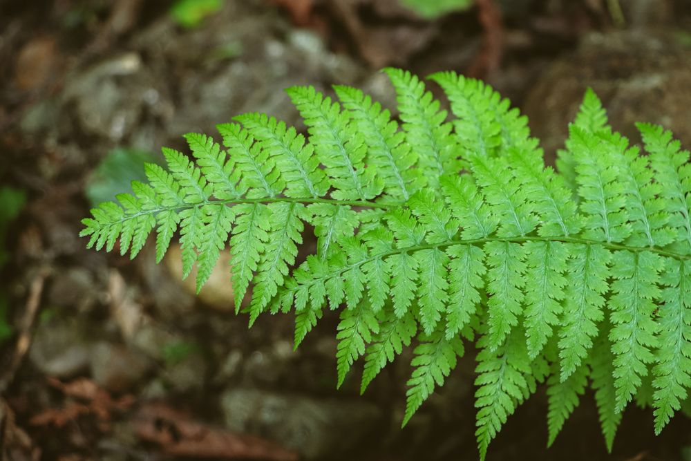Fern leaves close up. Green fern leaves in the forest