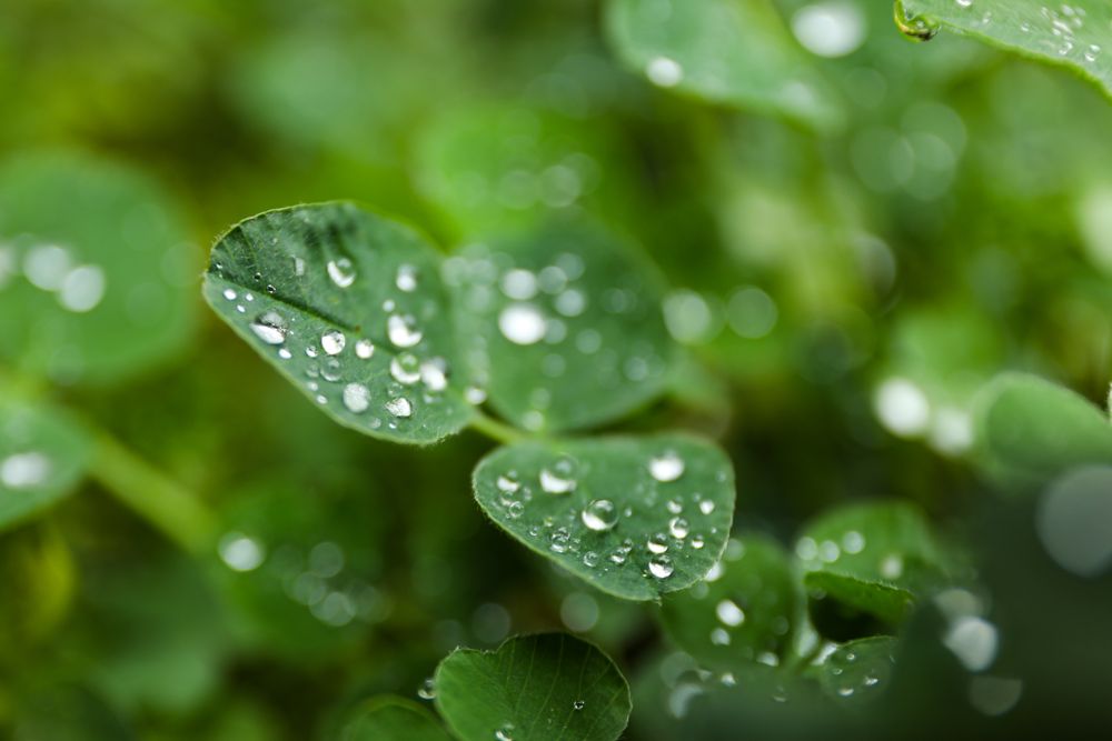Green plants with dew drops, side view