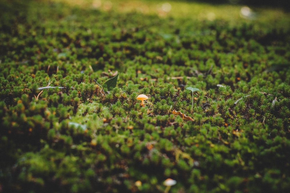 Tiny mushroom