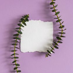 Eucalyptus leaves on purple background with light paper card