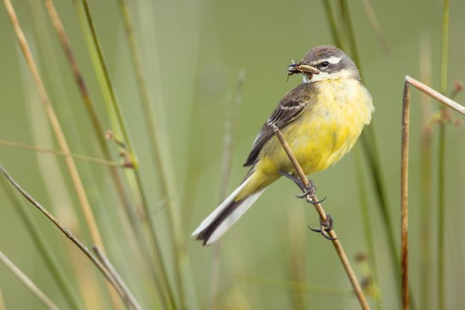 Wild bird on twig between plants