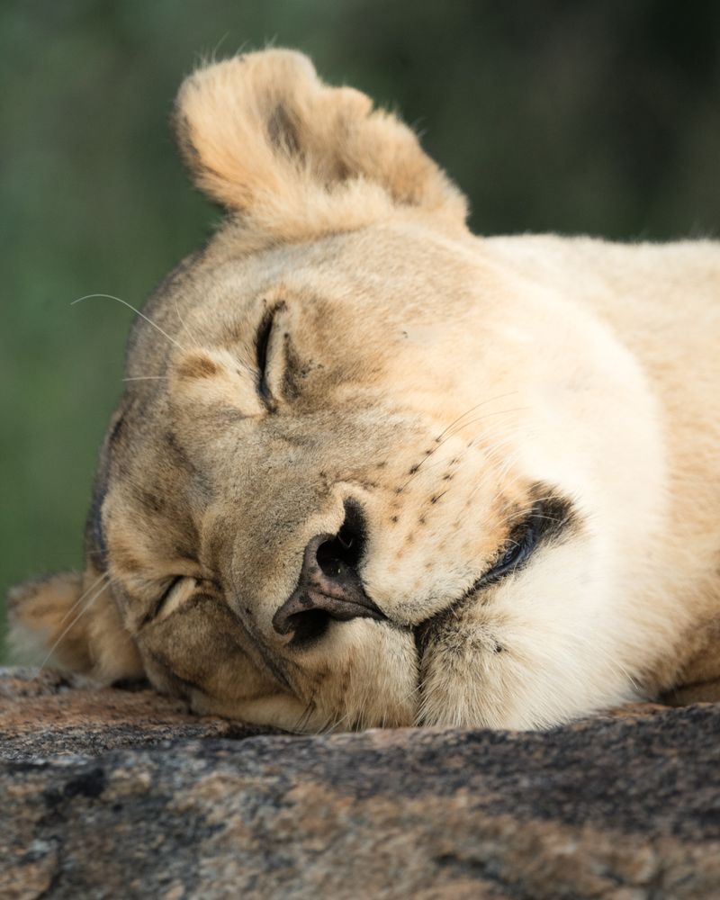 Brown lioness lying on brown rock