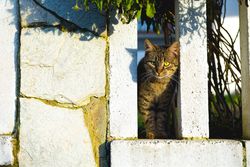 Cat behind fence in garden