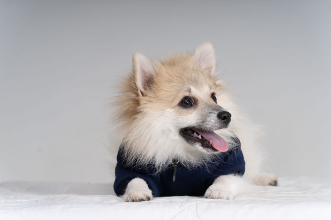 Portrait of adorable Pomeranian dog lying on floor in sweater 