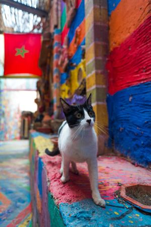 Cat walking down colorful wall mural painted street in Fez, Morocco