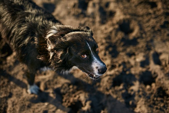 Funny dog sitting on beach