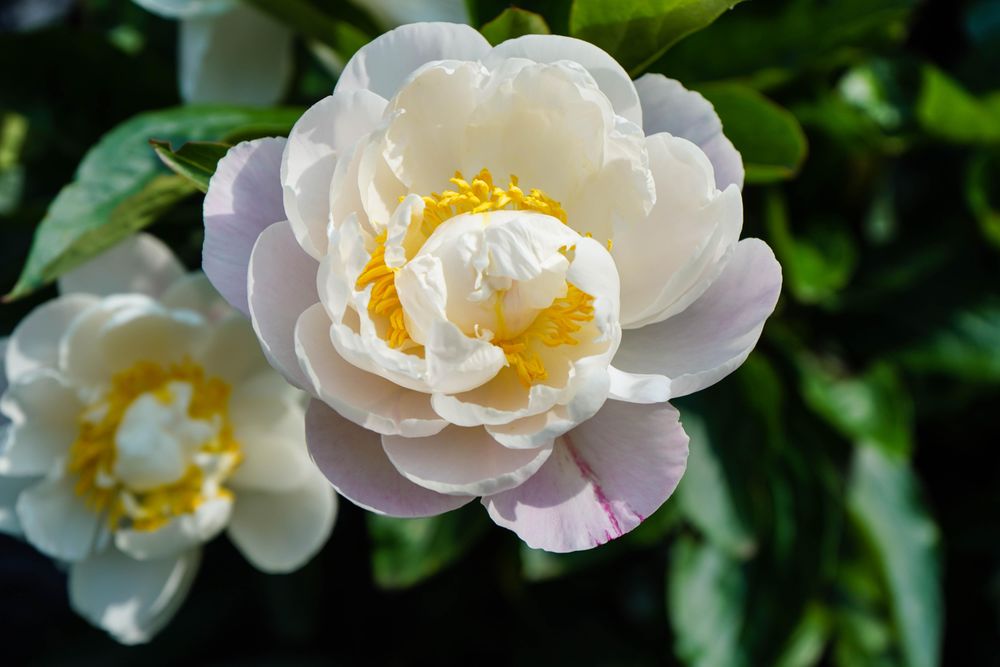 Floribunda flower in close up
