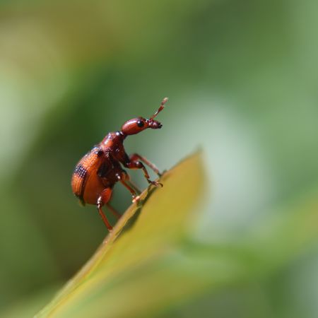 Red bug on tree leaf