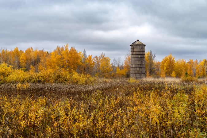 Yellow leaves with grain bin on overcast day