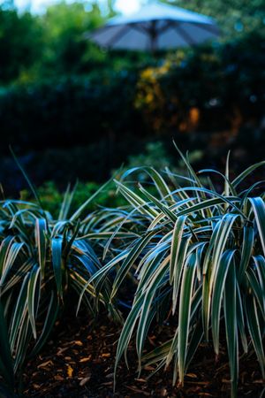 Ornamental grasses below outside patio