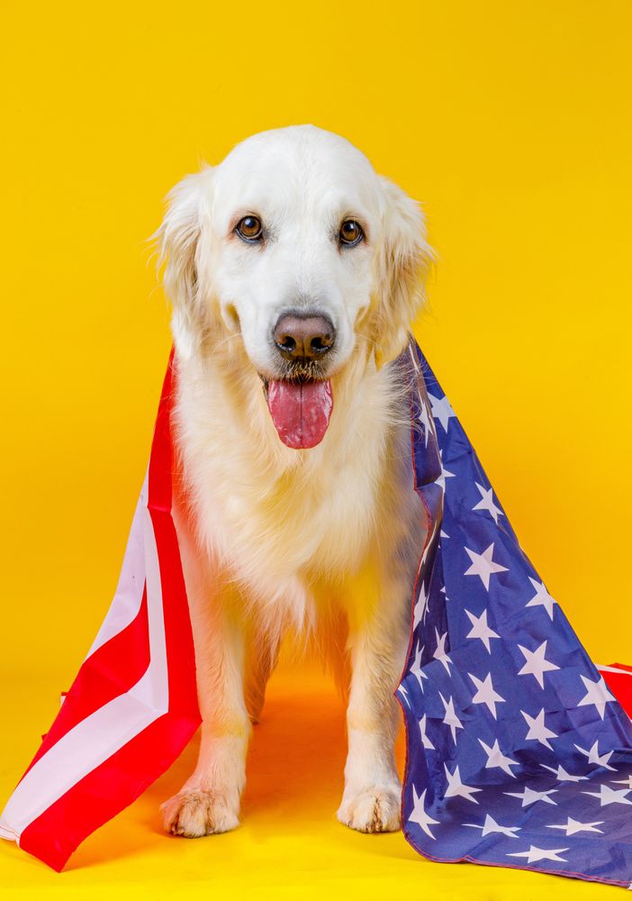 dog covered with American flag