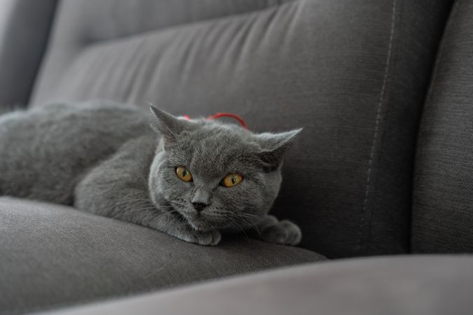 British Shorthair cat lying on sofa