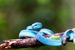 blue viper snake in the forest coiled around a tree trunk,
