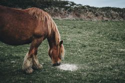 Horse eating bait on nature background