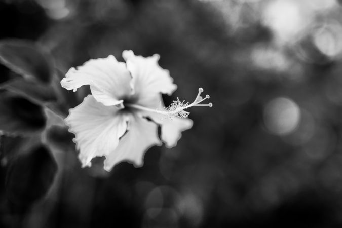 Monochrome shot of single hibiscus flower