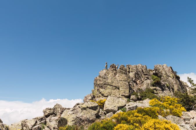 Young goats on high stone on background of blue sky