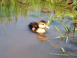 ducklings swimming in the swamp