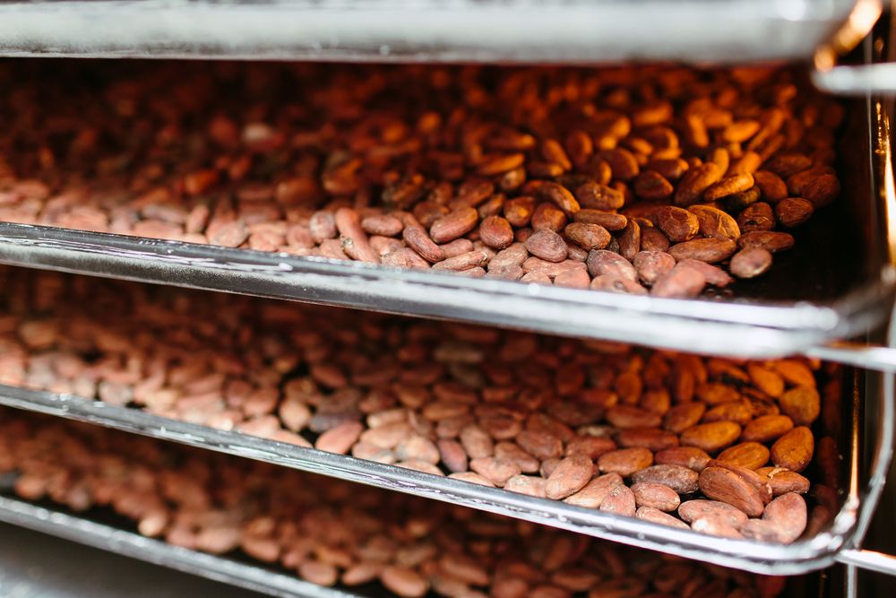 Roasted peanuts placed on trays