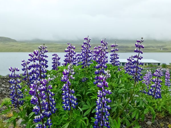 Vibrant purple lupines blooming by a tranquil lake